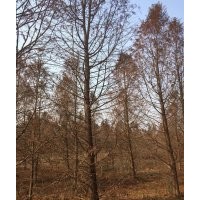 17公分中山杉 17公分中山杉