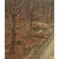 6公分水杉 6公分水杉