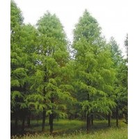 13公分中山杉 13公分中山杉