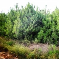 批發(fā)1-3米油松