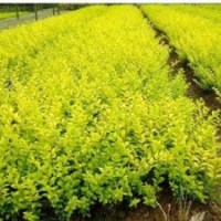 小葉黃楊冬青苗大量出售