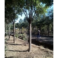 滄州綠茵苗木公司出售各種規(guī)格國槐