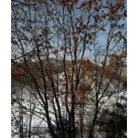 大量供應(yīng)叢生暴馬子，五角楓，九角楓