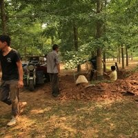 18銀杏邳州米胸徑18cm銀杏樹價格請致電天露苗木