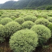 福建銀姬小蠟球最新報價