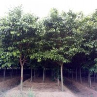 7-9公分早櫻花單櫻花青島抬頭園林櫻花樹苗價格優(yōu)惠