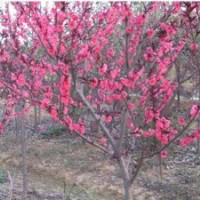 河南紅葉碧桃價(jià)格，紅葉碧桃基地，紅葉碧桃