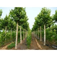 10公分國(guó)槐價(jià)格