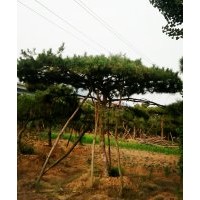 造型油松，平頂松，造型黑松