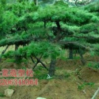 供應(yīng)胸徑15公分造型黑松5層冠樹(shù)形優(yōu)美