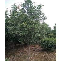 供應(yīng)紅葉石楠