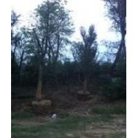 長期提供叢生黃連木價格 35公分叢生黃連木多少錢一棵