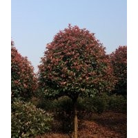 大量供應(yīng)高桿紅葉石楠樹(shù)