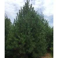 白皮松陜西白皮松西安白皮松藍田白皮松