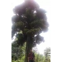 批發(fā)一棵“重量級(jí)”國(guó)內(nèi)羅漢松，樹齡約500年以上，