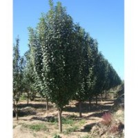 精品八棱海棠10公分 低價出售