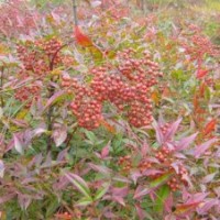 花木價格：南天竹、火棘球、金絲桃、枸骨球、金焰繡線菊、海桐球