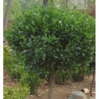 基地批發(fā)常綠耐寒綠化苗木大葉黃楊冬青球各種規(guī)格齊全球形好