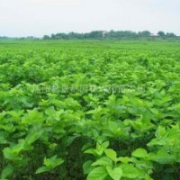 桑樹小苗 櫻花小苗、紫荊、紫薇、廣玉蘭