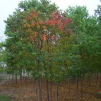 江蘇烏桕價格是多少