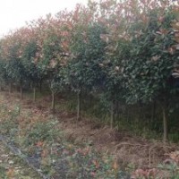 紅葉石楠價格 樹狀紅葉石楠 石楠柱