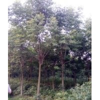 欒樹 多規(guī)格欒樹大量出售