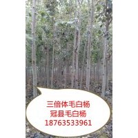 山東冠縣毛白楊基地，供應(yīng)8公分毛白楊