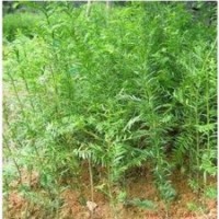 供應紅豆杉 紅豆杉樹苗 任豆樹 任豆樹苗 楠木樹苗