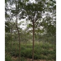 大量出售 合歡 白榆 老國(guó)槐！