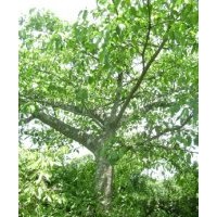 供應大葉榕樹苗 金絲楠樹苗 黃花梨 黃花梨樹苗