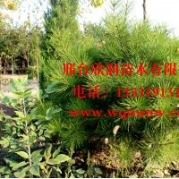 大量出售油松胸徑6cm 高度2米