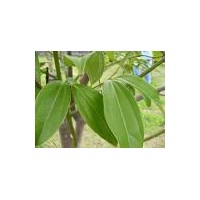 供應(yīng)堅(jiān)果樹(shù)苗 八角樹(shù)苗 玉桂樹(shù)苗 茴香樹(shù)苗 肉桂樹(shù) 百香果樹(shù)苗 平