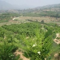 雙季槐價(jià)格 雙季槐生產(chǎn)廠家