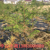 山東中山杉青島中山杉