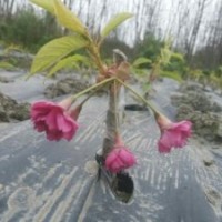 臺(tái)灣牡丹櫻