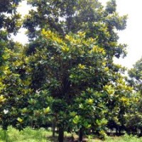 18公分廣玉蘭報(bào)價(jià)，20公分廣玉蘭批發(fā)