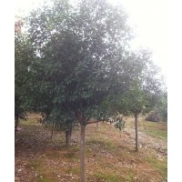 紅葉石楠、櫸樹