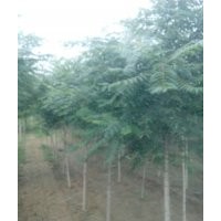 千頭椿.千頭椿基地.千頭椿技術