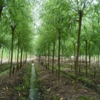供應垂柳、黃皮柳、青皮柳等