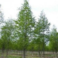 山東中山杉 青島中山杉