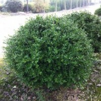 本場特供各種蕭山精品苗木瓜子黃楊球