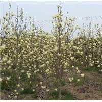 黃玉蘭，黃玉蘭基地供應直徑2-3-5-8-10-12-15公分