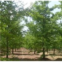 銀杏基地供應10-50公分嫁接銀杏，嫁接銀杏樹