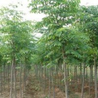 供應(yīng)北欒苗 供應(yīng)欒樹小苗