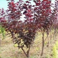 紅葉李 山西紅葉李 精品紅葉李