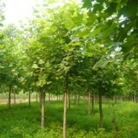 6-10公分法桐供應(yīng)