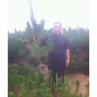 黑松苗基地 黑松苗價(jià)格 黑松苗批發(fā) 黑松苗求購(gòu)