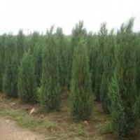 江蘇南京1米1.5米2米2.5米蜀檜產(chǎn)地價(jià)格