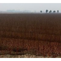 大量供應(yīng)一年生櫸樹(shù)小苗（自產(chǎn)自銷）
