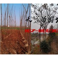 12公分欒樹價(jià)格